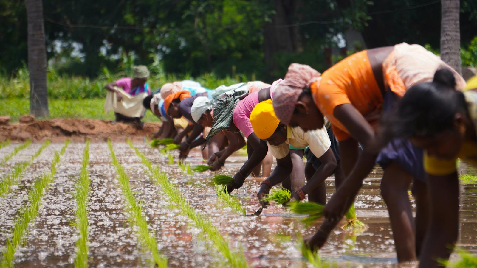 Farmers working together