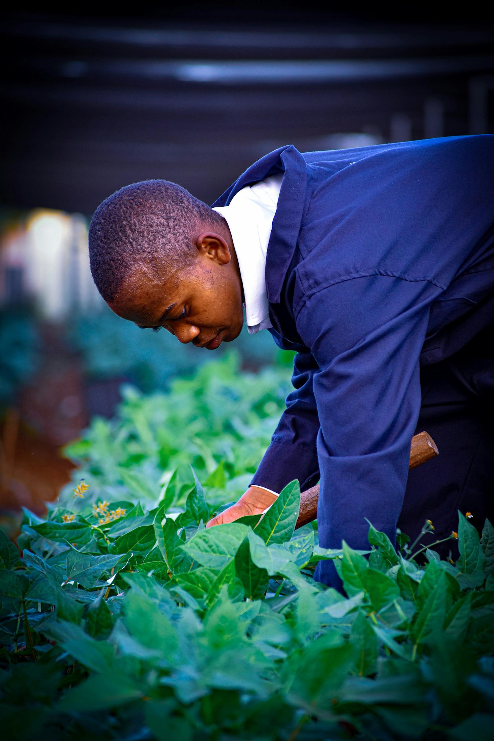 A farmer tending crops in a field